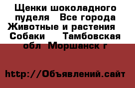 Щенки шоколадного пуделя - Все города Животные и растения » Собаки   . Тамбовская обл.,Моршанск г.